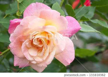 Pink rose flowers are blooming in the rose garden Pink rose flowers are blooming in the rose garden 133810362