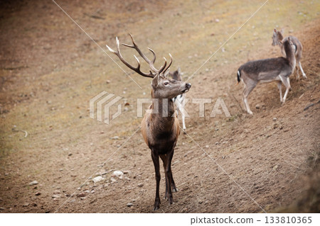 Red deer stag in autumn fall forest Red deer stag in autumn fall forest 133810365