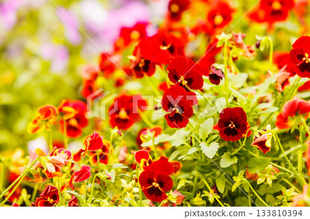 Closeup of beautiful red flowers, pansies Closeup of beautiful red flowers, pansies 133810394