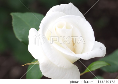 White Rose White Rose 133810478