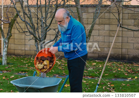 Senior man emptying basket of autumn leaves into wheelbarrow with steady focus Senior man emptying basket of autumn leaves into wheelbarrow with steady focus 133810507
