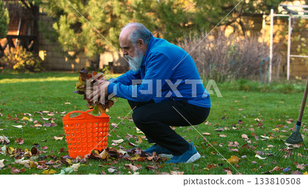 Senior man gathering autumn leaves into orange basket outdoors with focused calm Senior man gathering autumn leaves into orange basket outdoors with focused calm 133810508