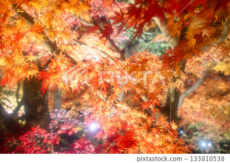 京都：南禪寺與永觀堂的秋葉燈飾 133810538