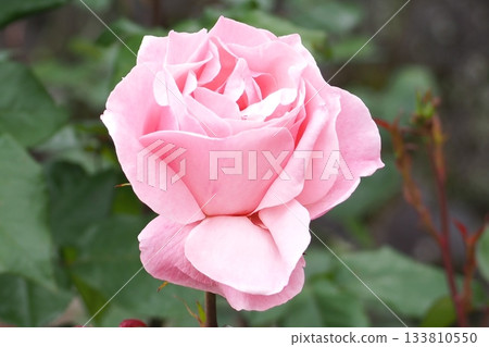 粉紅色的玫瑰 133810550