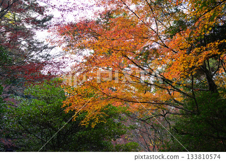 秋日宮島紅葉谷公園的秋葉 秋日宮島紅葉谷公園的秋葉 133810574