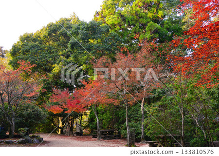 秋日宮島紅葉谷公園的秋葉 秋日宮島紅葉谷公園的秋葉 133810576