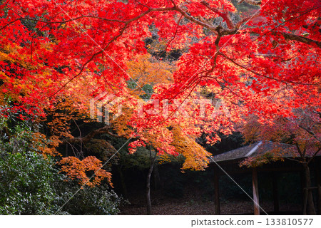 秋日宮島紅葉谷公園的秋葉 133810577