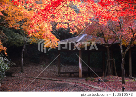 秋日宮島紅葉谷公園的秋葉 秋日宮島紅葉谷公園的秋葉 133810578
