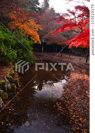 秋日宮島紅葉谷公園的秋葉 133810579