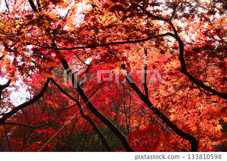 秋日宮島紅葉谷公園的秋葉 秋日宮島紅葉谷公園的秋葉 133810598