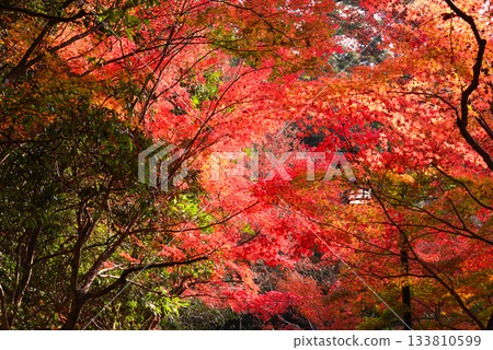 秋日宮島紅葉谷公園的秋葉 秋日宮島紅葉谷公園的秋葉 133810599
