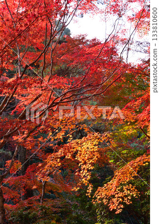 秋日宮島紅葉谷公園的秋葉 133810600