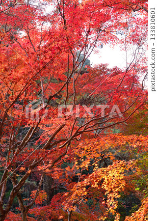 秋日宮島紅葉谷公園的秋葉 秋日宮島紅葉谷公園的秋葉 133810601