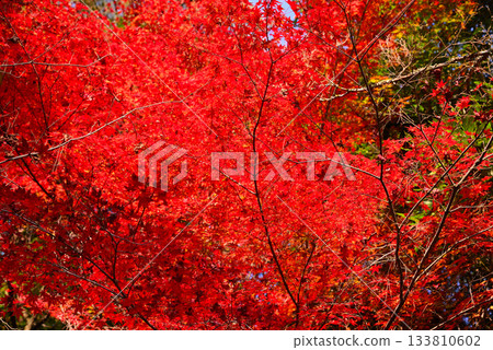 秋日宮島紅葉谷公園的秋葉 133810602