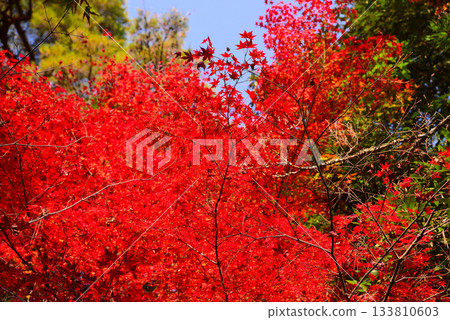 秋日宮島紅葉谷公園的秋葉 133810603