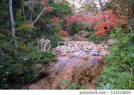 Autumn leaves at Momijidani Park in Miyajima, Aki 133810604