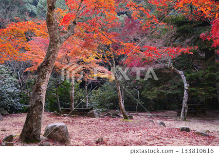秋日宮島紅葉谷公園的秋葉 秋日宮島紅葉谷公園的秋葉 133810616