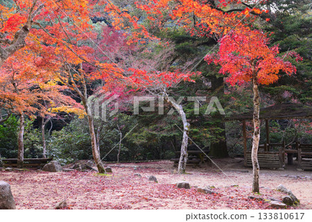 秋日宮島紅葉谷公園的秋葉 133810617