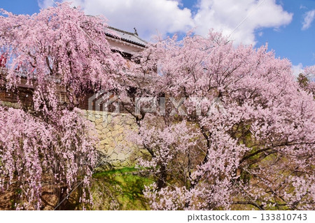櫻花盛開的上田城 133810743