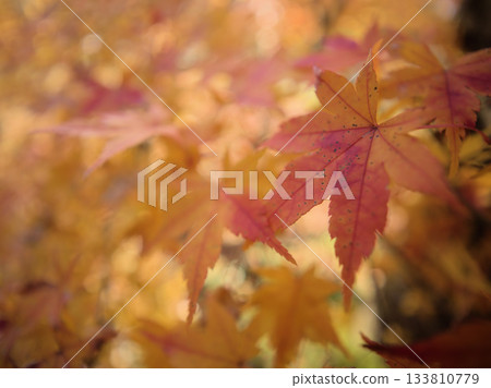 十一月的楓葉顏色 十一月的楓葉顏色 133810779