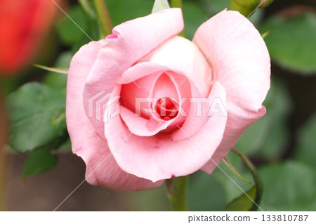 pink rose flowers are blooming pink rose flowers are blooming 133810787