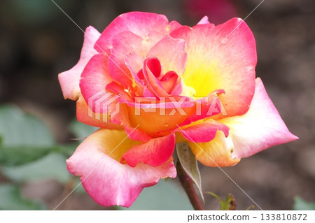 粉紅色的玫瑰花正在綻放 133810872
