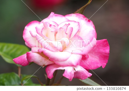 粉紅色的玫瑰花正在綻放 粉紅色的玫瑰花正在綻放 133810874