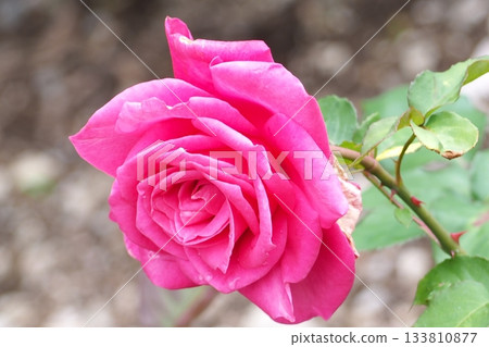 粉紅色的玫瑰花正在綻放 粉紅色的玫瑰花正在綻放 133810877