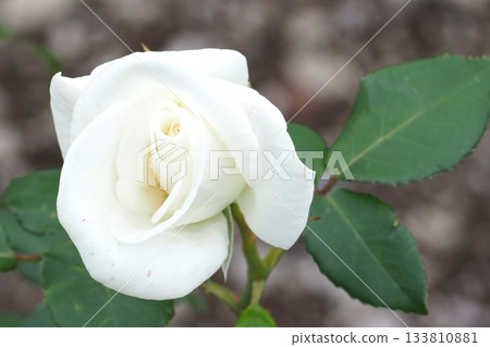White Rose  133810881