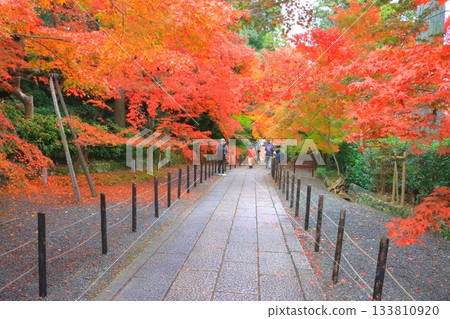 秋季的光明寺(通往寺廟的道路,長岡京市) 秋季的光明寺(通往寺廟的道路,長岡京市) 133810920
