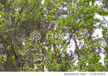 Frostbitten branches and leaves on an oak tree in the forest in spring, background Frostbitten branches and leaves on an oak tree in the forest in spring, background 133810955