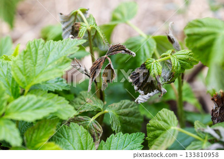 Frostbitten leaves and raspberry bushes spring, close-up 133810958