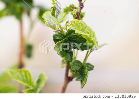 Frostbitten leaves and raspberry bushes spring, close-up Frostbitten leaves and raspberry bushes spring, close-up 133810959