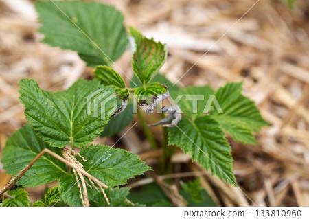 Frostbitten leaves and raspberry bushes spring, close-up Frostbitten leaves and raspberry bushes spring, close-up 133810960