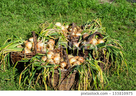 Onions in baskets at the dacha. Harvesting in autumn, close-up, background Onions in baskets at the dacha. Harvesting in autumn, close-up, background 133810975