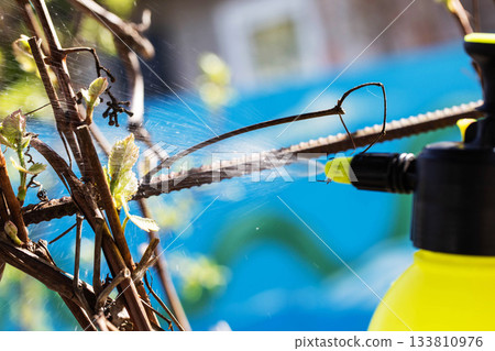 Treating grape leaves with ammonia in spring to prevent pests and diseases Treating grape leaves with ammonia in spring to prevent pests and diseases 133810976