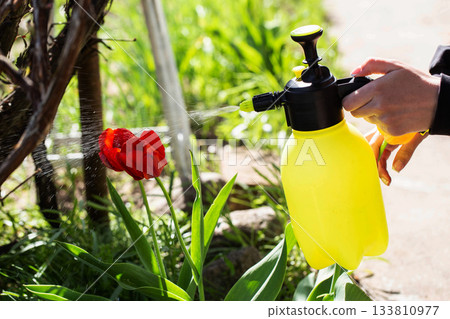 Spraying red tulips with copper sulfate against diseases and pests Spraying red tulips with copper sulfate against diseases and pests 133810977