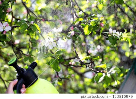 Treating apple tree blossoms for fruit yield and protection from pests and diseases. Copper sulfate treatment, solar Treating apple tree blossoms for fruit yield and protection from pests and diseases. Copper sulfate treatment, solar 133810979