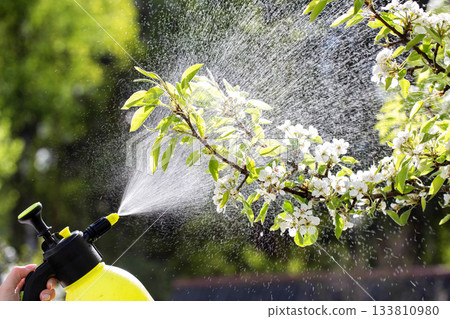 Spraying pear flowers from a sprayer to increase productivity and protect against diseases and pests in spring in sunny weather. Protection from aphids. Copy space for text 133810980