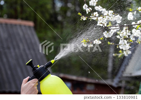 Treating cherry blossoms with a boric acid mixture to combat cherry blossom fly and coccomycosis. Increasing yields. Copy space for text 133810981