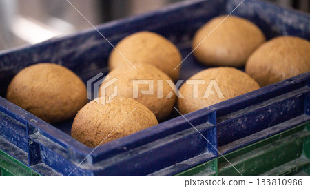 Unbaked whole wheat bread dough portions in blue plastic crate during proofing process in commercial bakery setting prior to oven baking for fresh food production 133810986