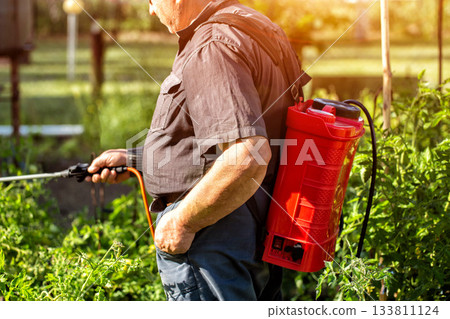 A male summer resident with a red modern sprayer treats tomatoes in the summer to stimulate growth and fruiting. Copy space for text, industry A male summer resident with a red modern sprayer treats tomatoes in the summer to stimulate growth and fruiting. Copy space for text, industry 133811124