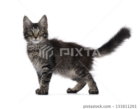 Maine Coon cat kitten on white Maine Coon cat kitten on white 133811201