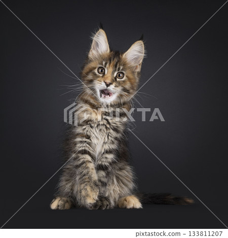 Tortie Maine Coon cat kitten on black Tortie Maine Coon cat kitten on black 133811207