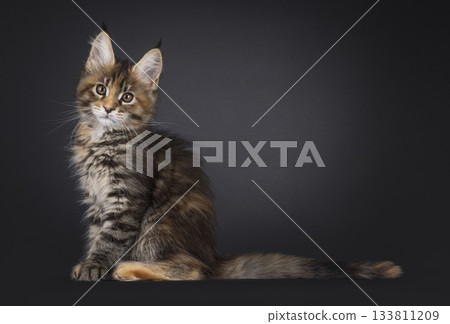 Tortie Maine Coon cat kitten on black 133811209