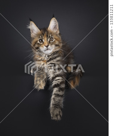 Tortie Maine Coon cat kitten on black 133811211