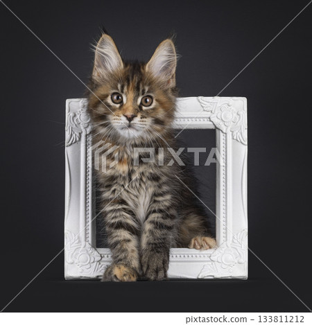 Tortie Maine Coon cat kitten on black Tortie Maine Coon cat kitten on black 133811212