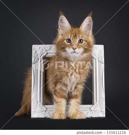 Red Maine Coon cat kitten on black 133811216
