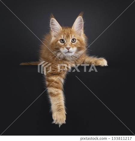 Red Maine Coon cat kitten on black Red Maine Coon cat kitten on black 133811217