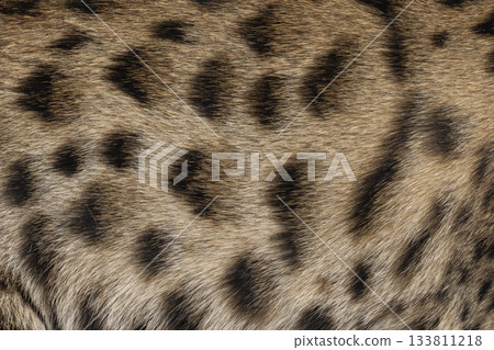Savannah cat fur 133811218
